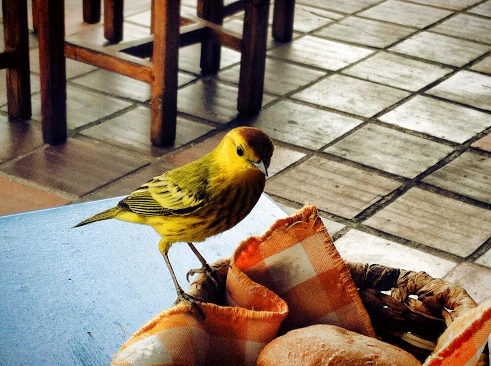 Yellow songbird on bread basket, Galapagos Islands