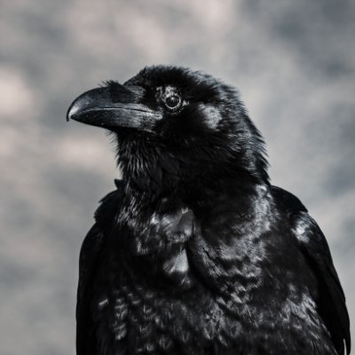 Raven profile picture of @NotTheAeronaut