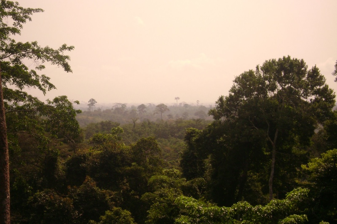 Overlook of Ghanaian rainforest