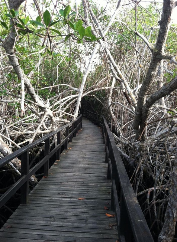 Wooden bridge through brackish water, Galapagos Islands