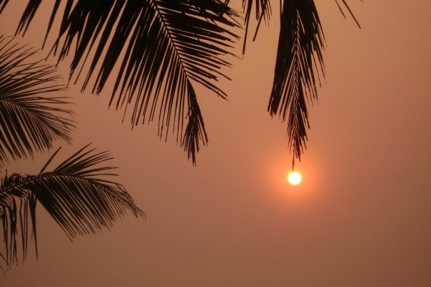 Palm fronds and sun at Ghanaian coast